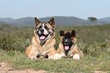 AKITA AMERICAIN 063